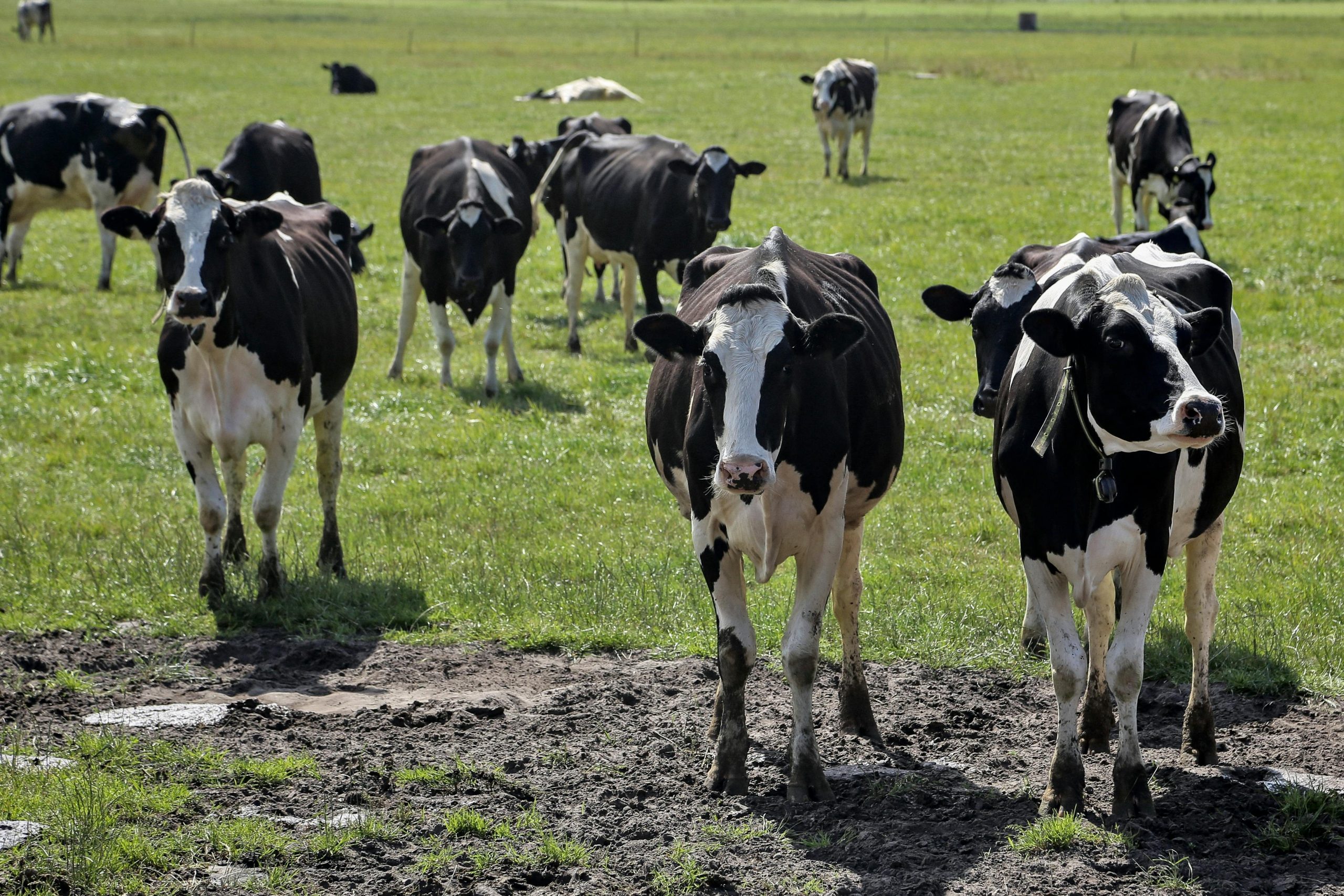 Desa Cow Dairy Farm