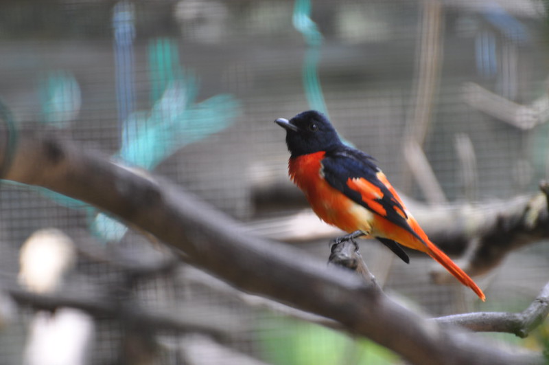 Penang Bird Park