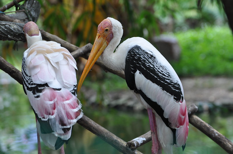 Storks at Penang Bird Park