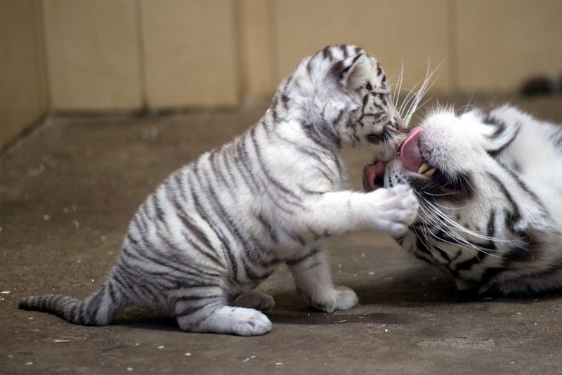 White Bengal Tiger