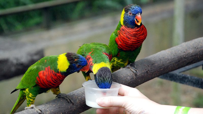 KL Bird Park