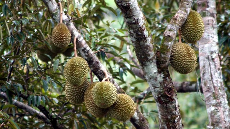 durian tree in the orchard