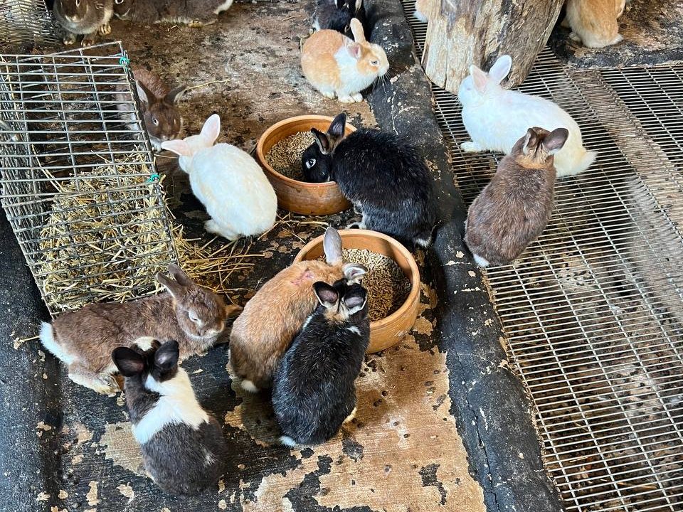 Rabbits at Children’s World, Zoo Negara
