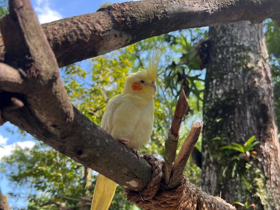 Bird at Children’s World, Zoo Negara