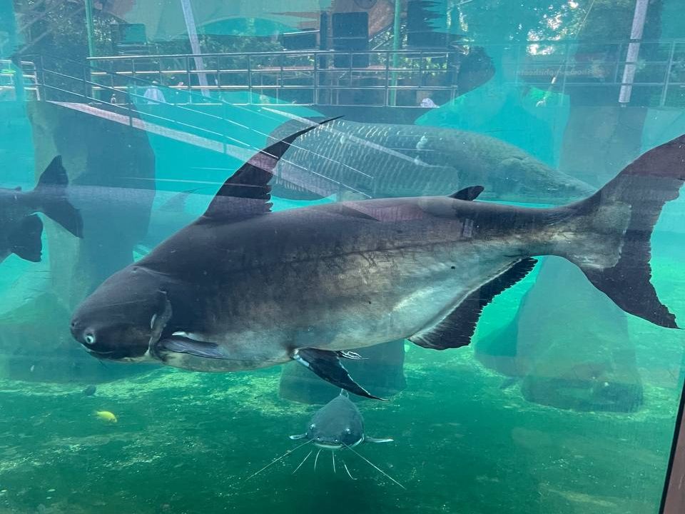 Tunku Abdul Rahman Aquarium
