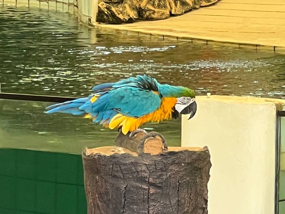 Parrot at Zoo Negara Multi-Animal Show