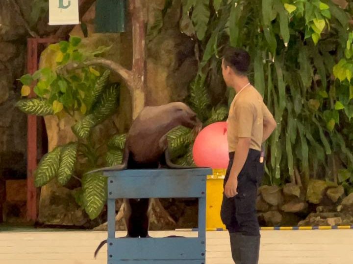 Sea Lion at Zoo Negara Multi-Animal Show