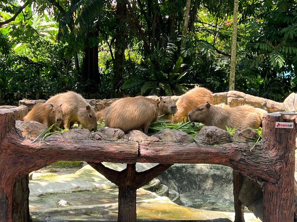Capybaras in Zoo Negara