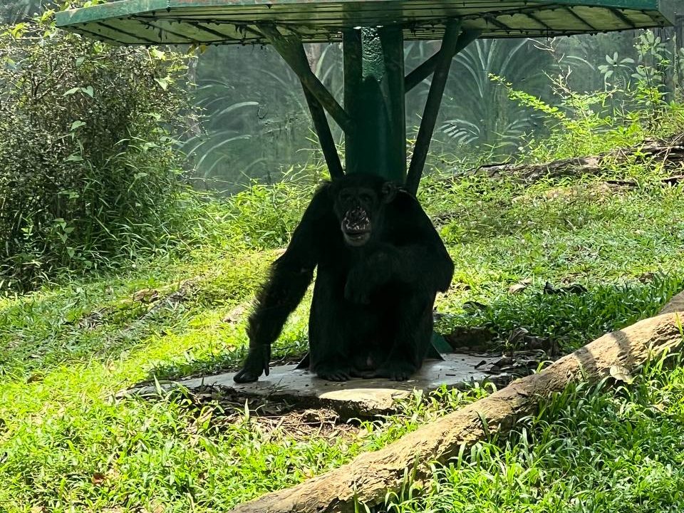 Chimpanzee at Ape Centre, Zoo Negara