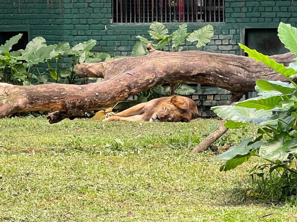 Lion at Cat Walk, Zoo Negara