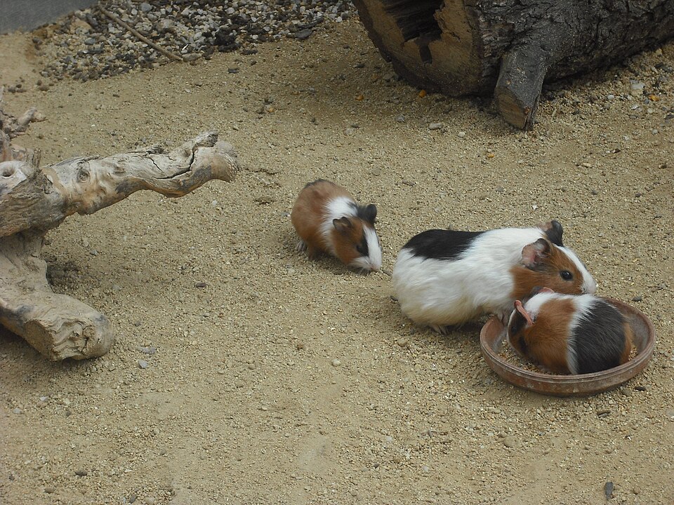 Guinea Pigs