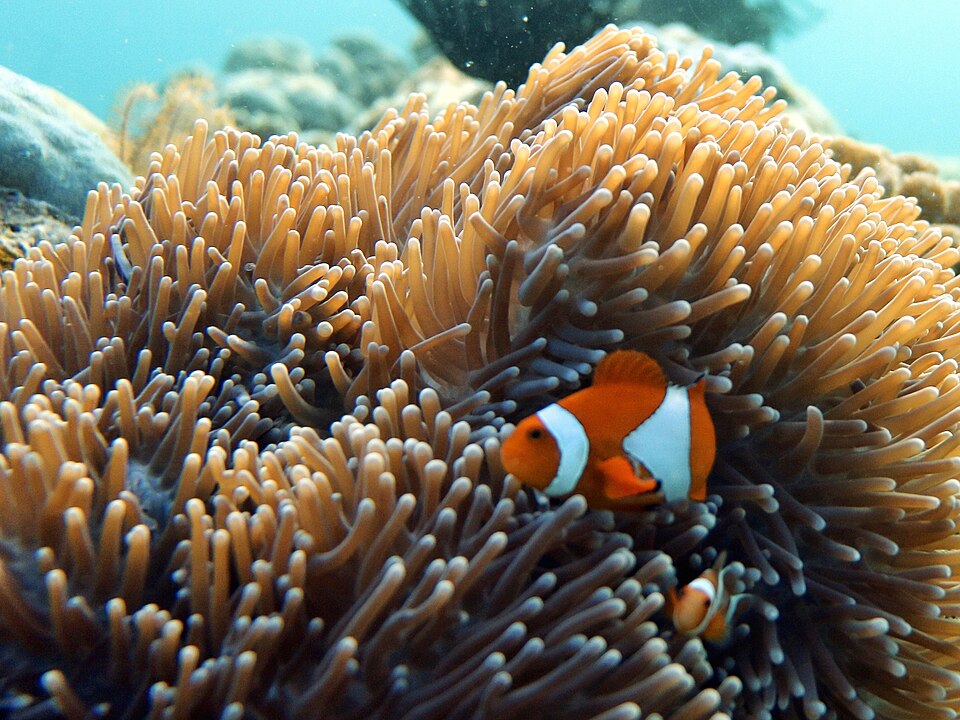 Nemo Fish