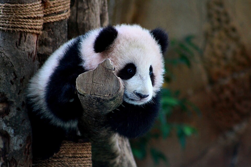 Panda at Giant Panda Conservation Centre, Zoo Negara