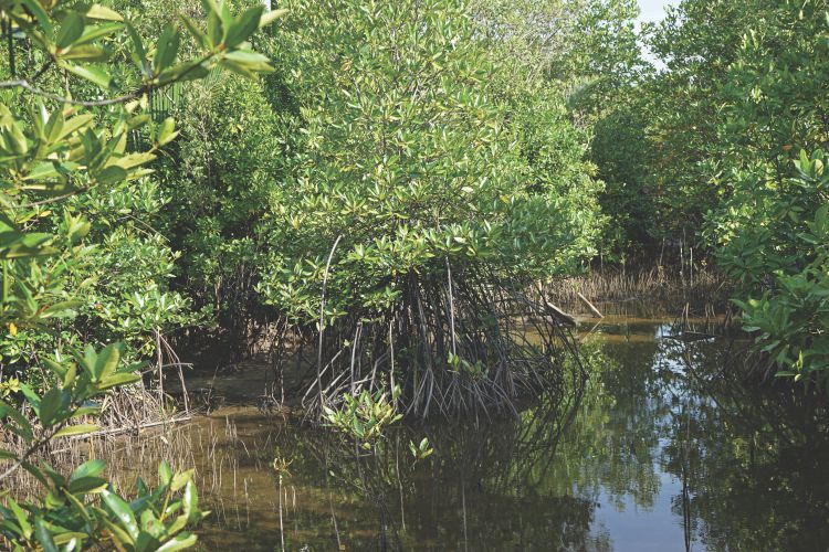 Setiu Wetlands