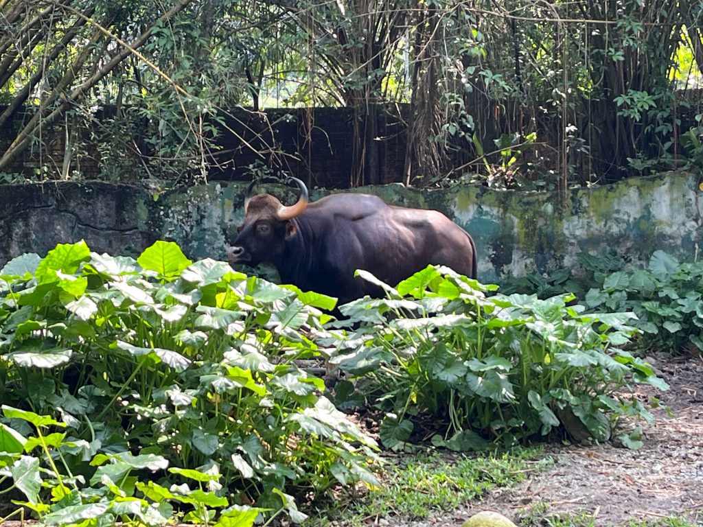 Indian Gaur in Zoo Negara