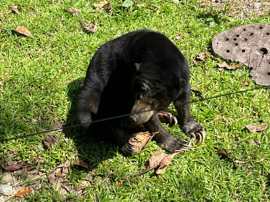 Bear Complex, Zoo Negara