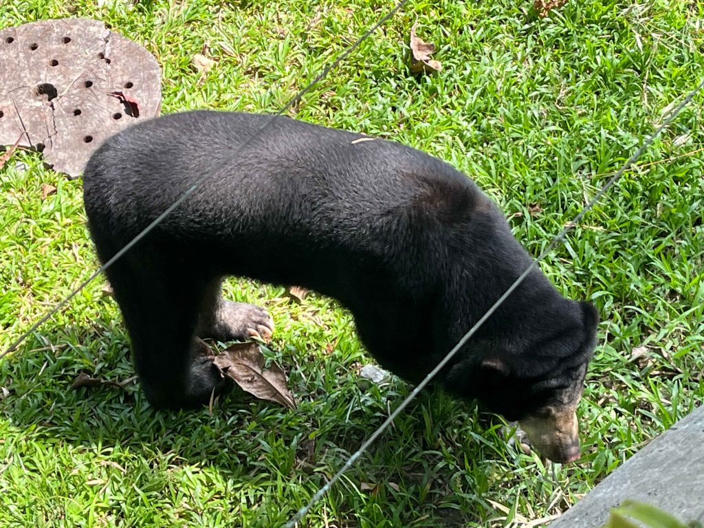 Bear Complex, Zoo Negara