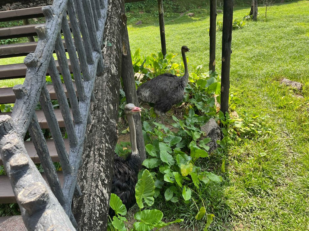 Ostrich at Savannah Walk, Zoo Negara