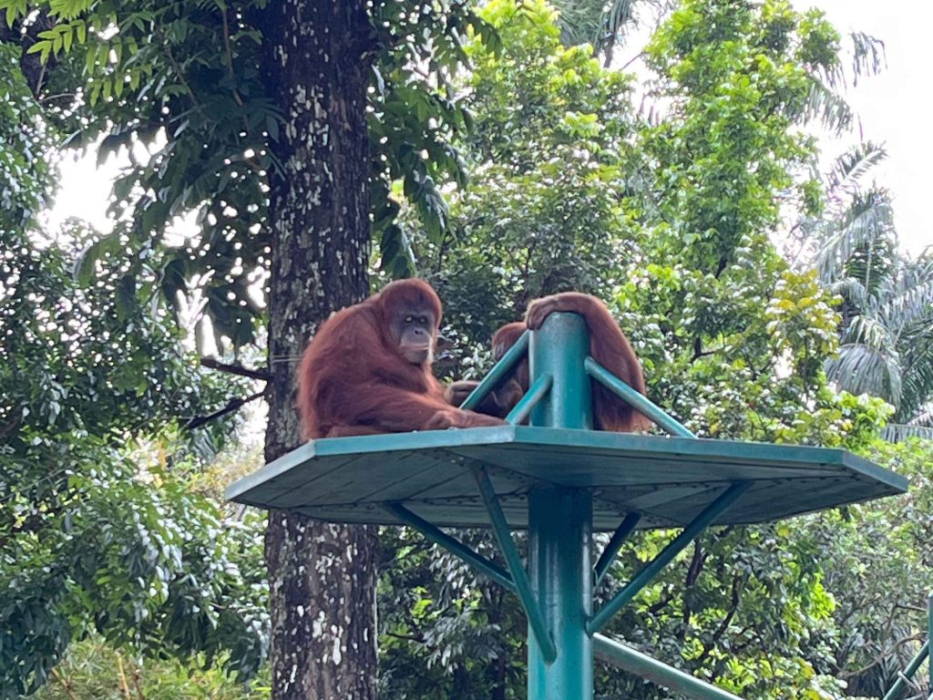 Orang Utan at Ape Centre, Zoo Negara