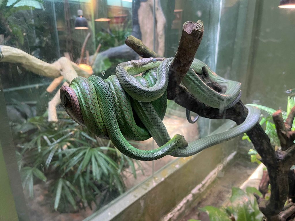 Snake at Reptile House, Zoo Negara