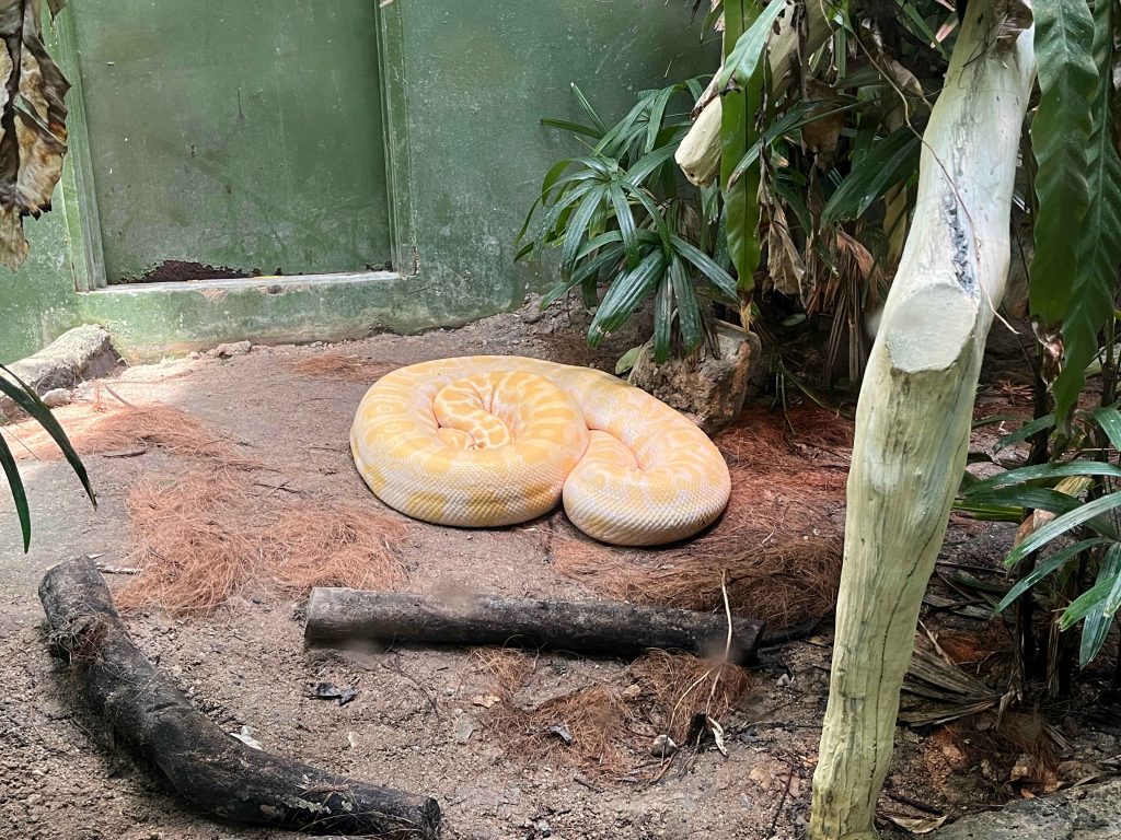 Snake at Reptile House, Zoo Negara