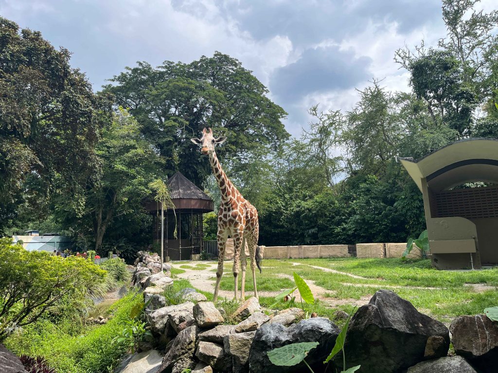 Girraffe at Savannah Walk, Zoo Negara