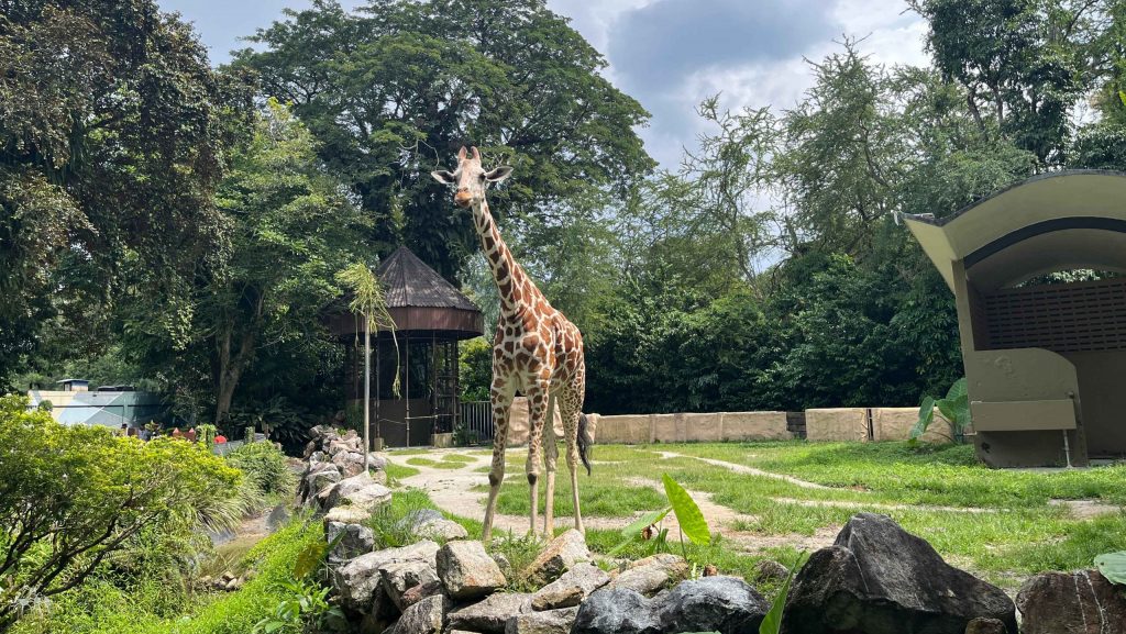 Girraffe at Savannah Walk, Zoo Negara