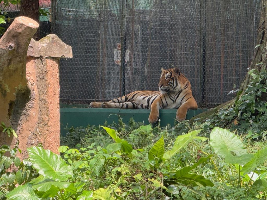 Tiger at Cat Walk, Zoo Negara