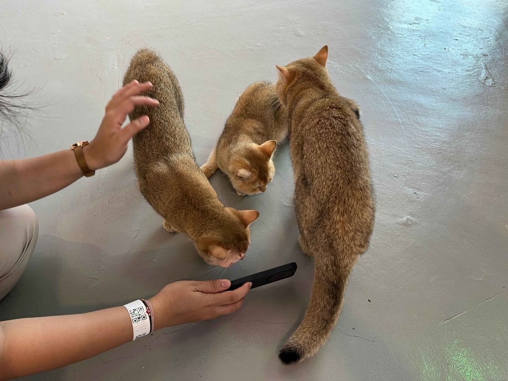 Catzania (Cat House), Wonderpark Terengganu