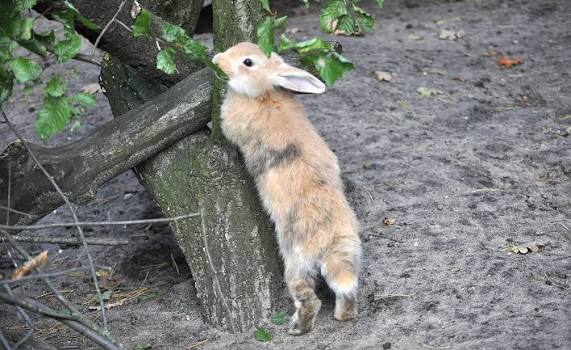 Rabbits