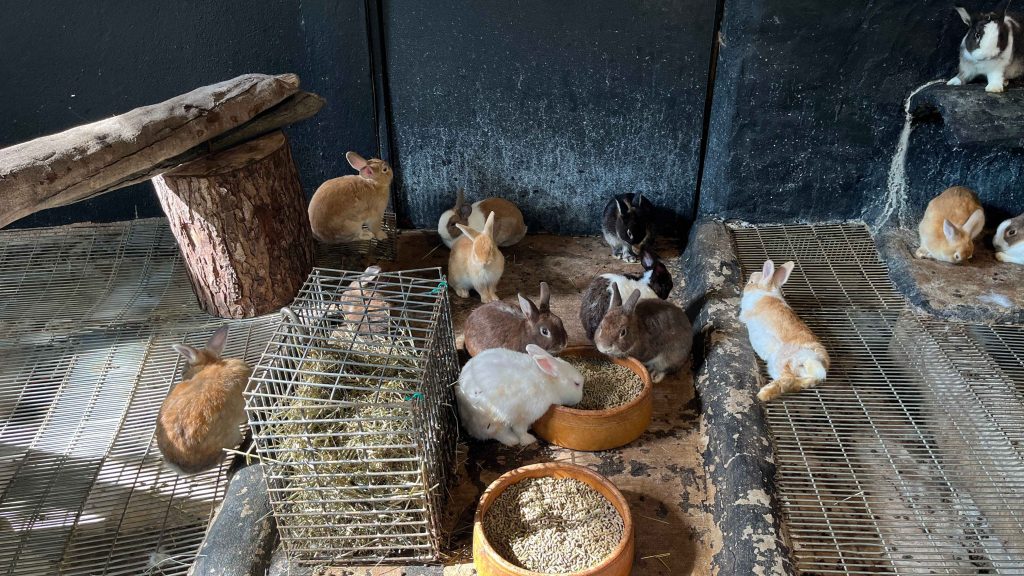 Rabbits in Zoo Negara Malaysia