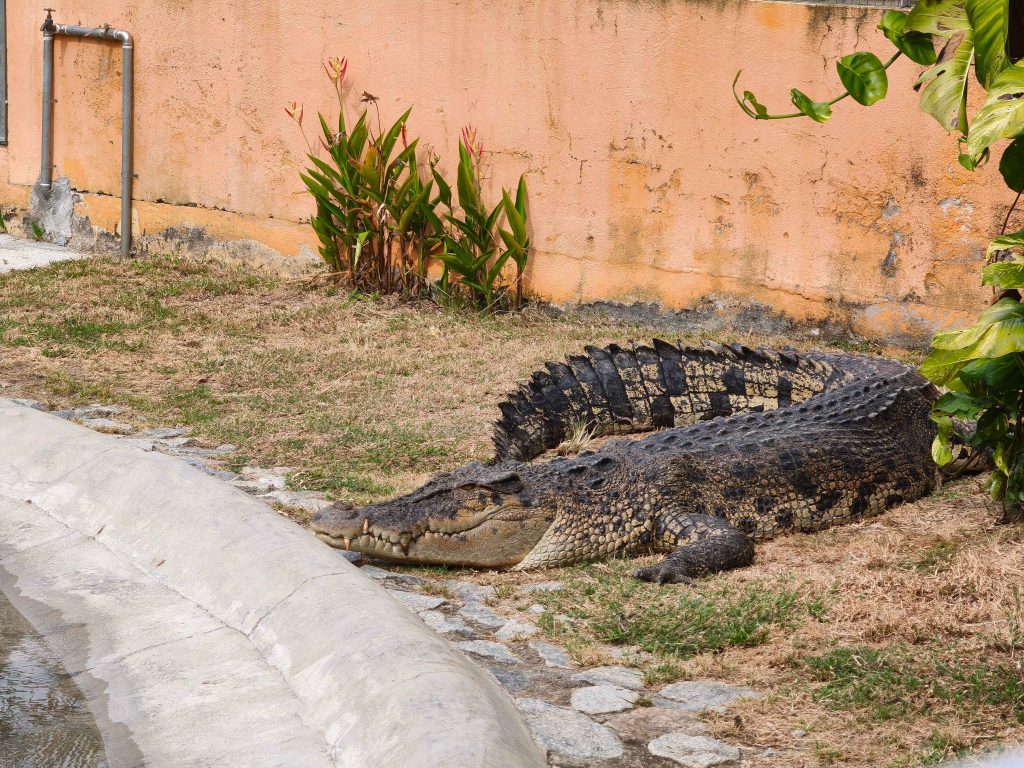 Melaka Crocodile & Recreational Park