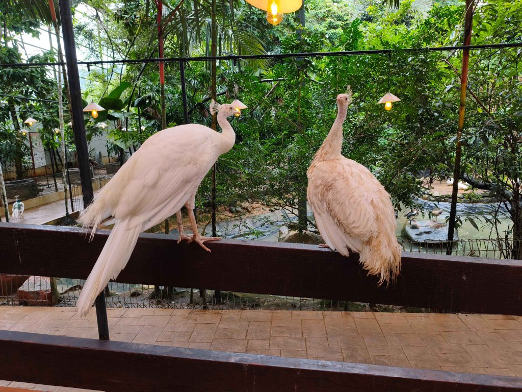Peacocks in Langkawi Wildlife Park