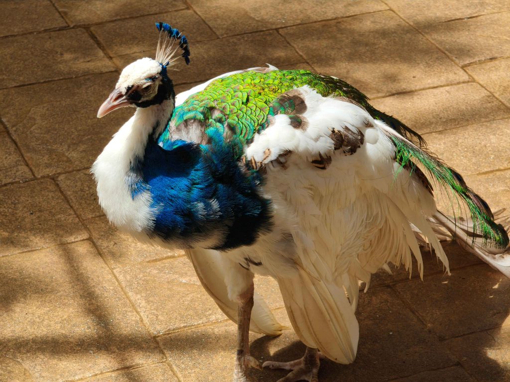Peacock in Langkawi Wildlife Park