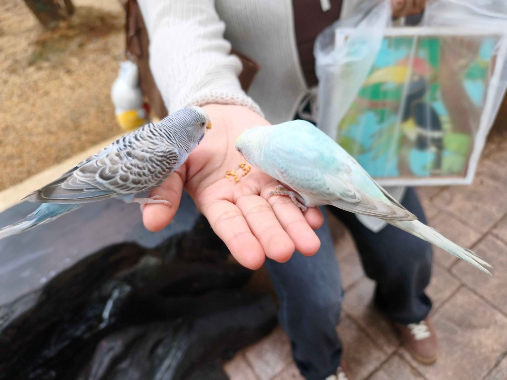Bird Aviary Langkawi Wildlife Park