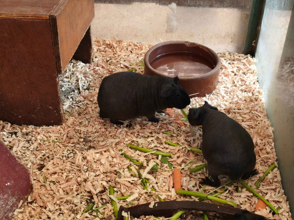 Skinny Pig in Langkawi Wildlife Park