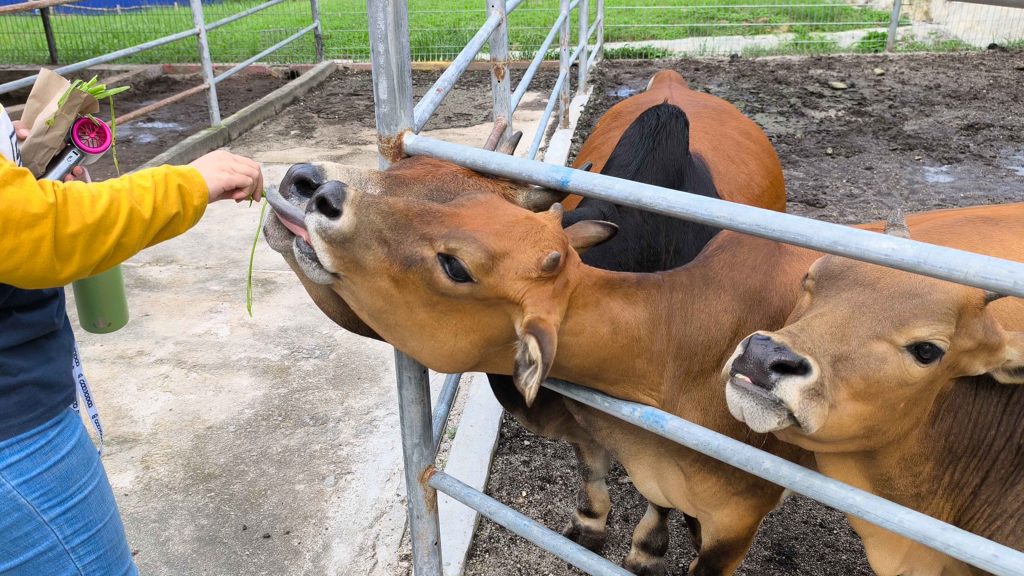Cow Feeding at Machinchang Petland Langkawi
