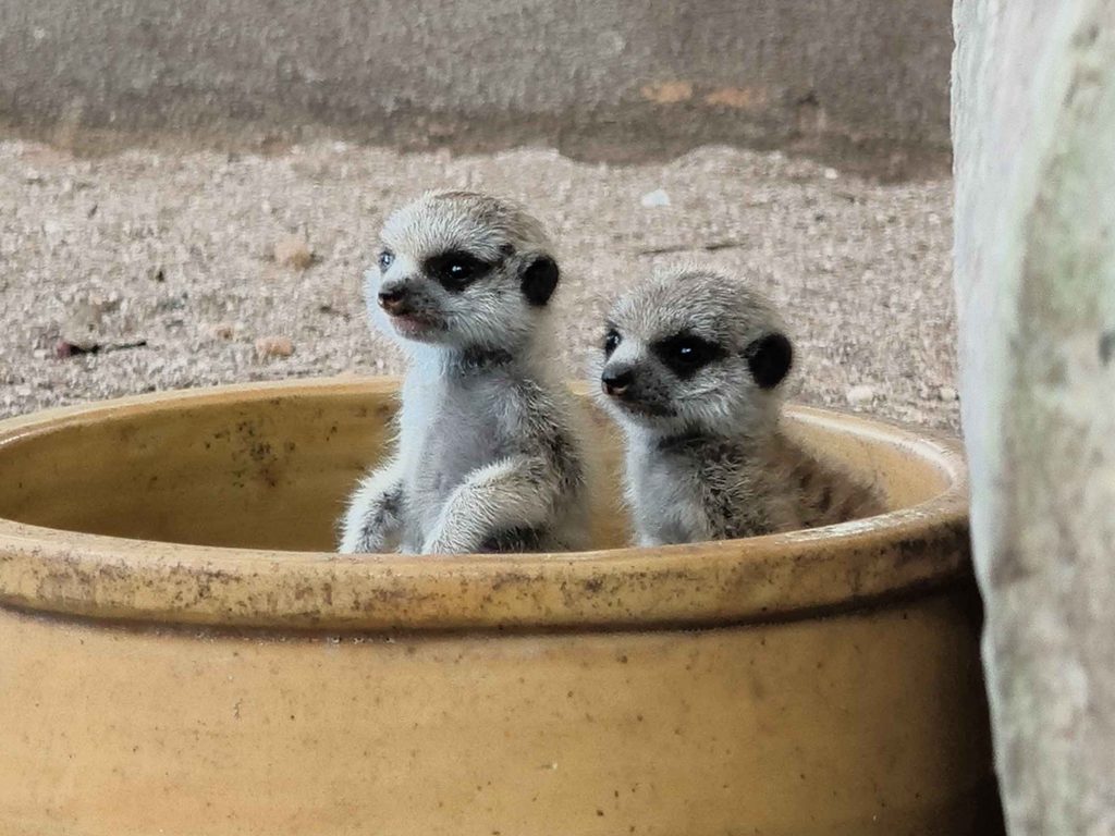 Adorable Meerkats in Machinchang Petland Langkawi