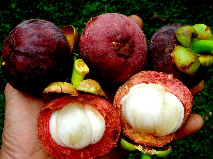 mangosteen