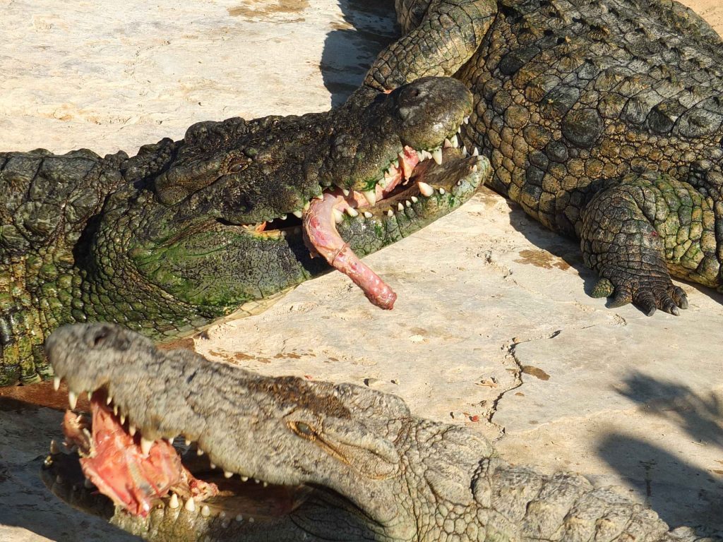 crocodile feeding show