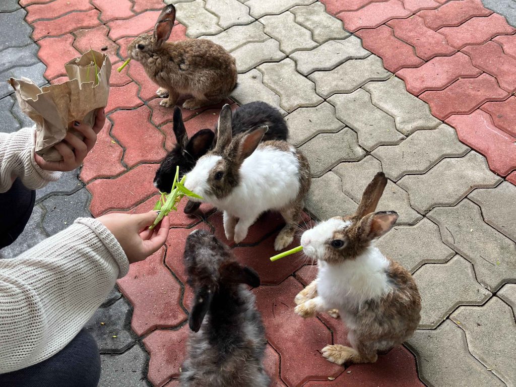 Rabbit Feeding in Langkawi Wildlife Park