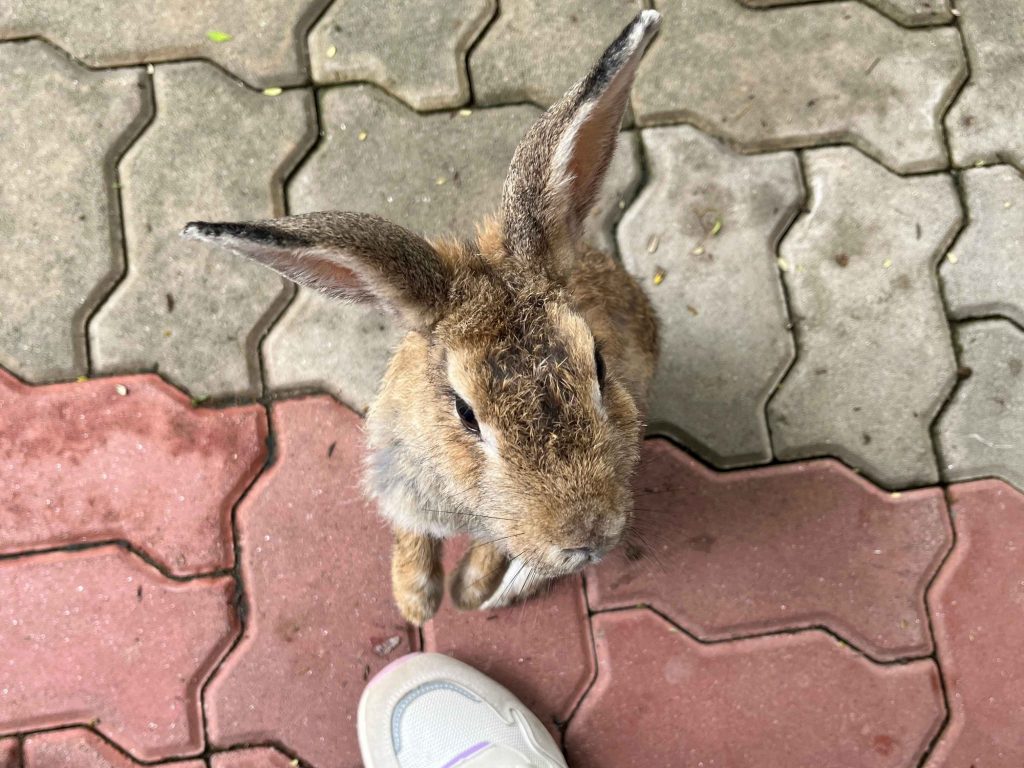 Rabbits in Langkawi Wildlife Park