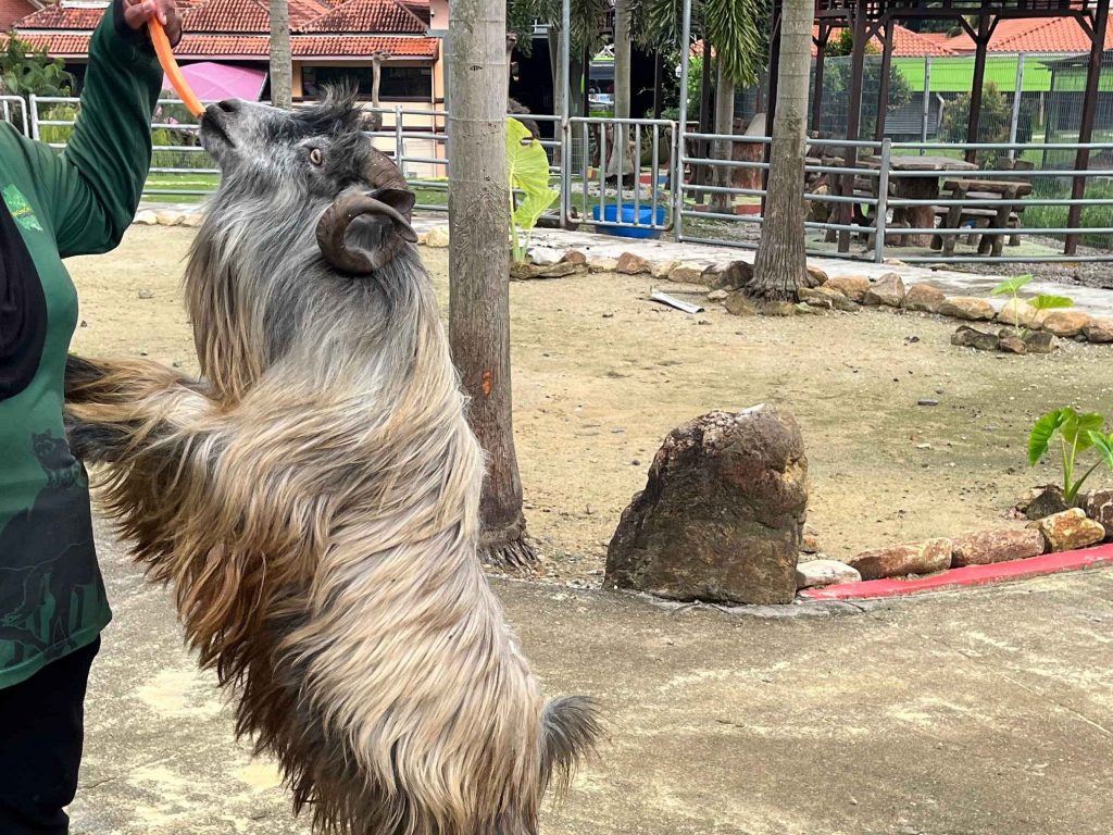 Machinchang Petland Friendly Goat
