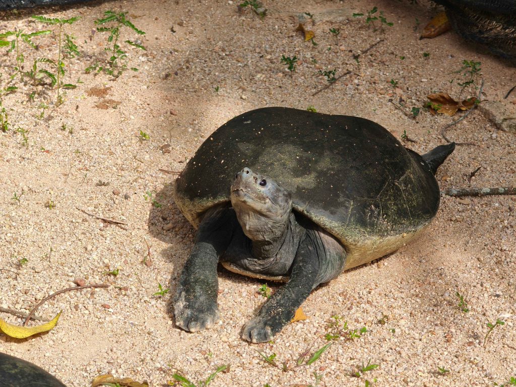 Turtle at Taman Buaya & Rekreasi Melaka (Melaka Crocodile Farm)