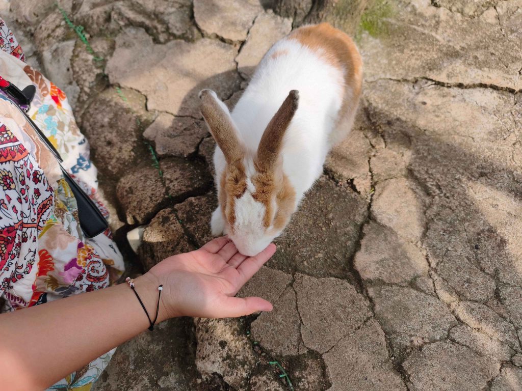 Rabbit in Taman Buaya & Rekreasi Melaka