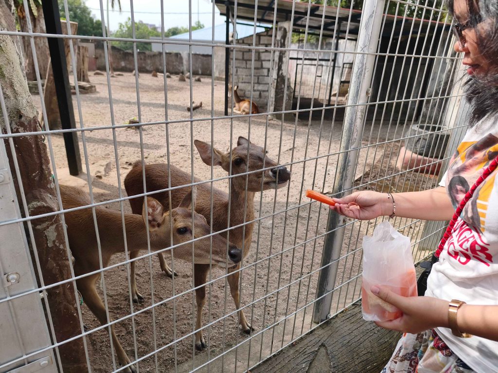 deer feeding at taman buaya & rekreasi melaka