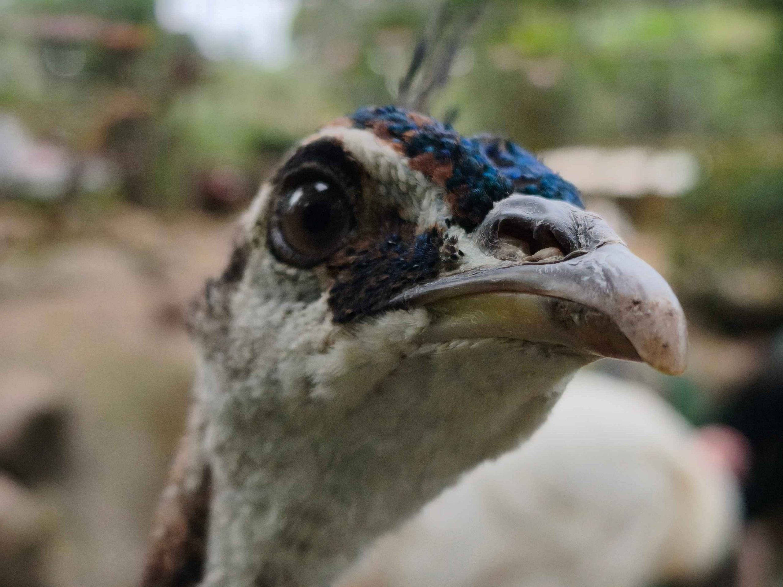 Peacock at Taman Buaya & Rekreasi Melaka