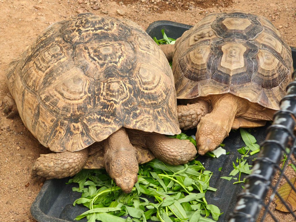 tortoises at taman buaya & rekreasi melaka
