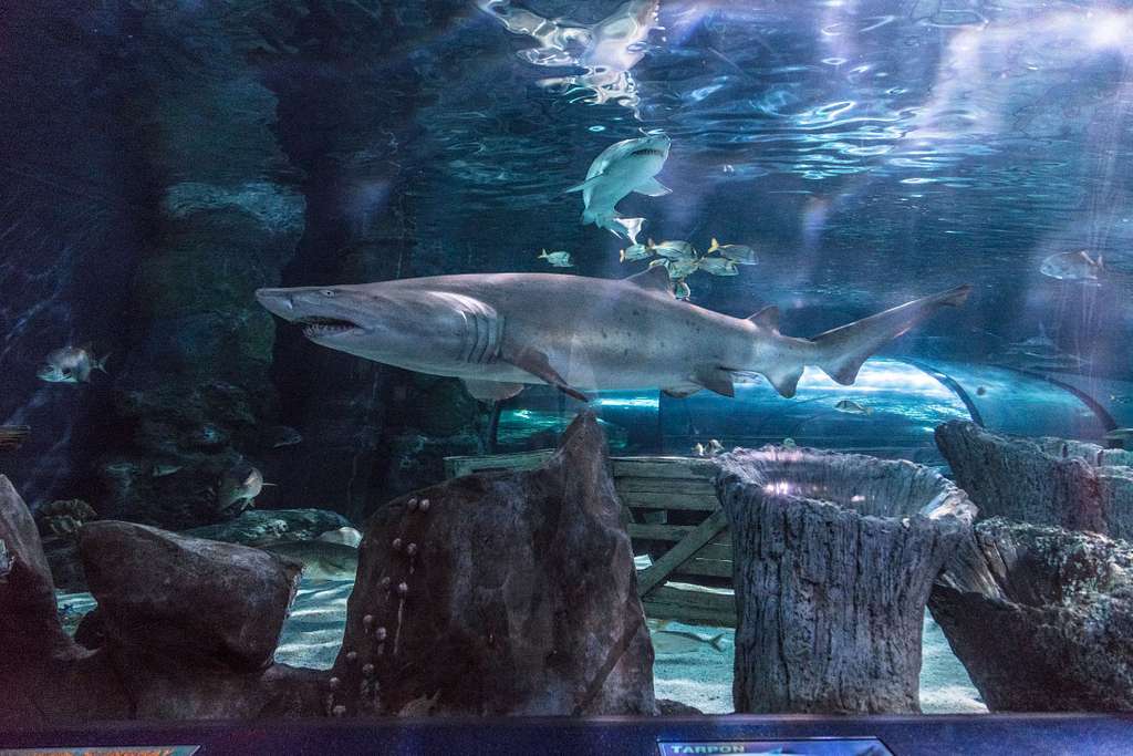 Sharks in Aquarium