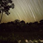 Fireflies at Night